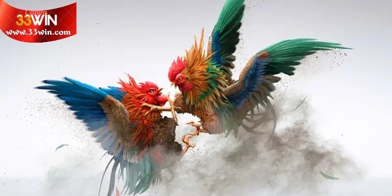 Chiến thuật cần thiết để xem đấu kê mượt mà