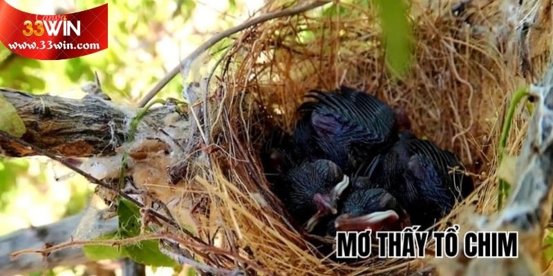 Điềm báo tổng quan khi mơ thấy chim